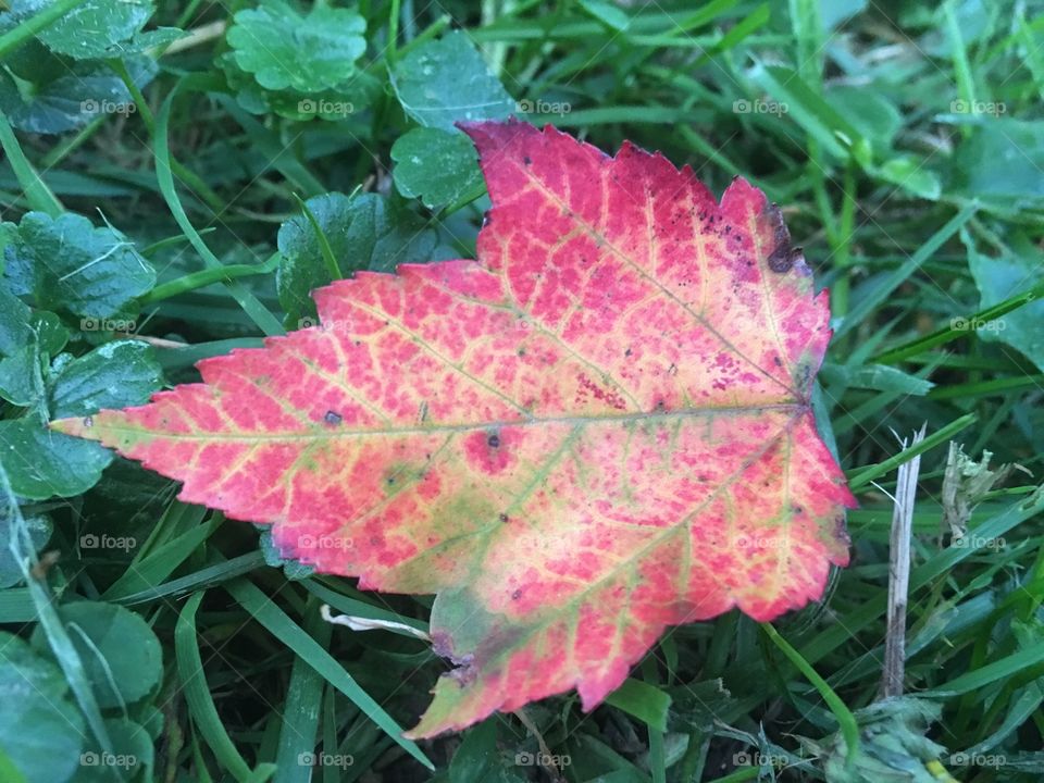 First signs of autumn 