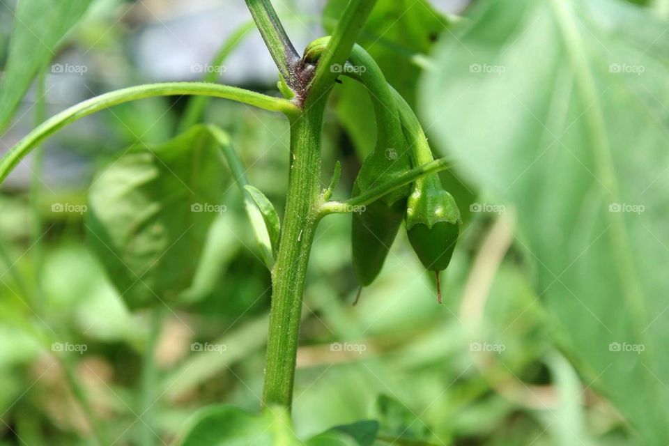 Baby peppers