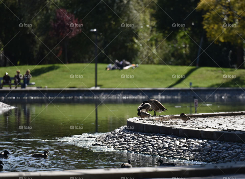 Public park, open scape, green oasis in urban setting