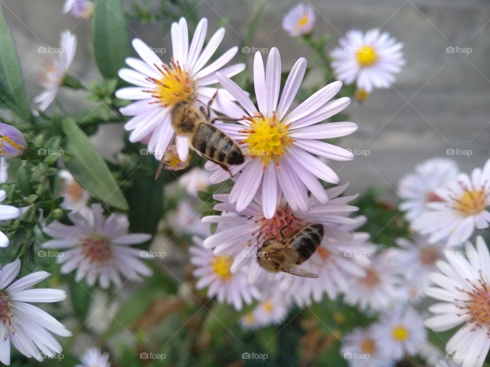 The harvest time