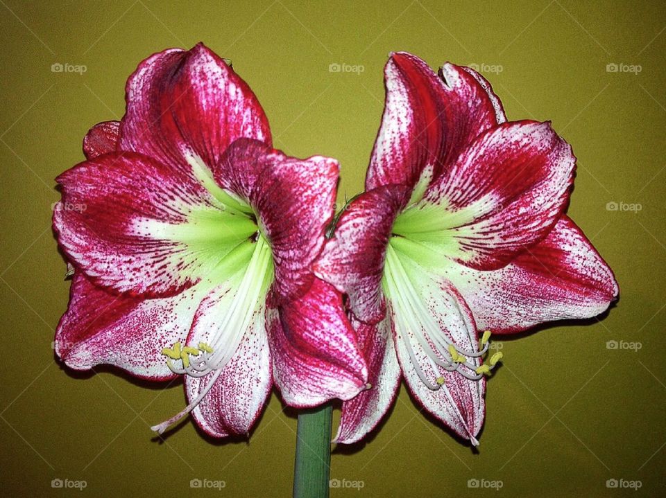 Amaryllis. Flamenco Queen Amaryllis 
