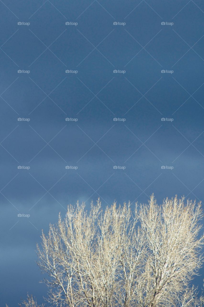 A bare tree illuminated by sunlight with a  threatening sky in the background 