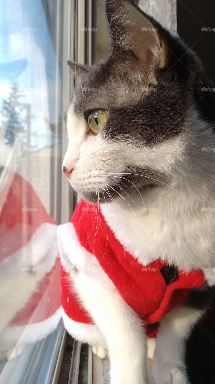 Santa Red Winter Cat with Green Eyes