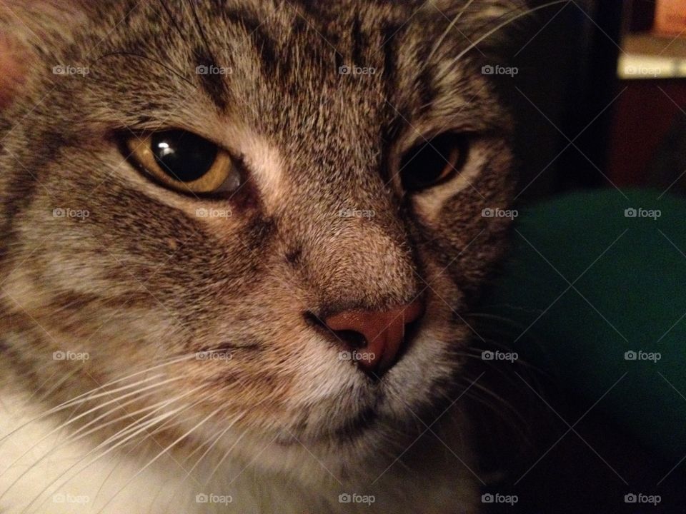 Cat, Mammal, Pet, Cute, Fur