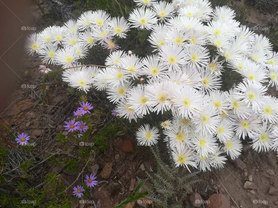 Wild flowers