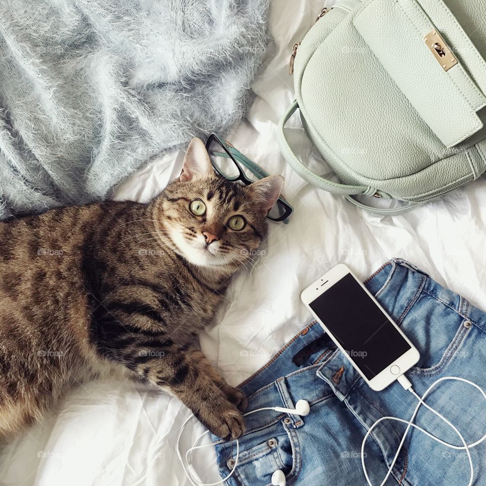 Portrait of cute cat. Flat lay photo.Beautiful cat