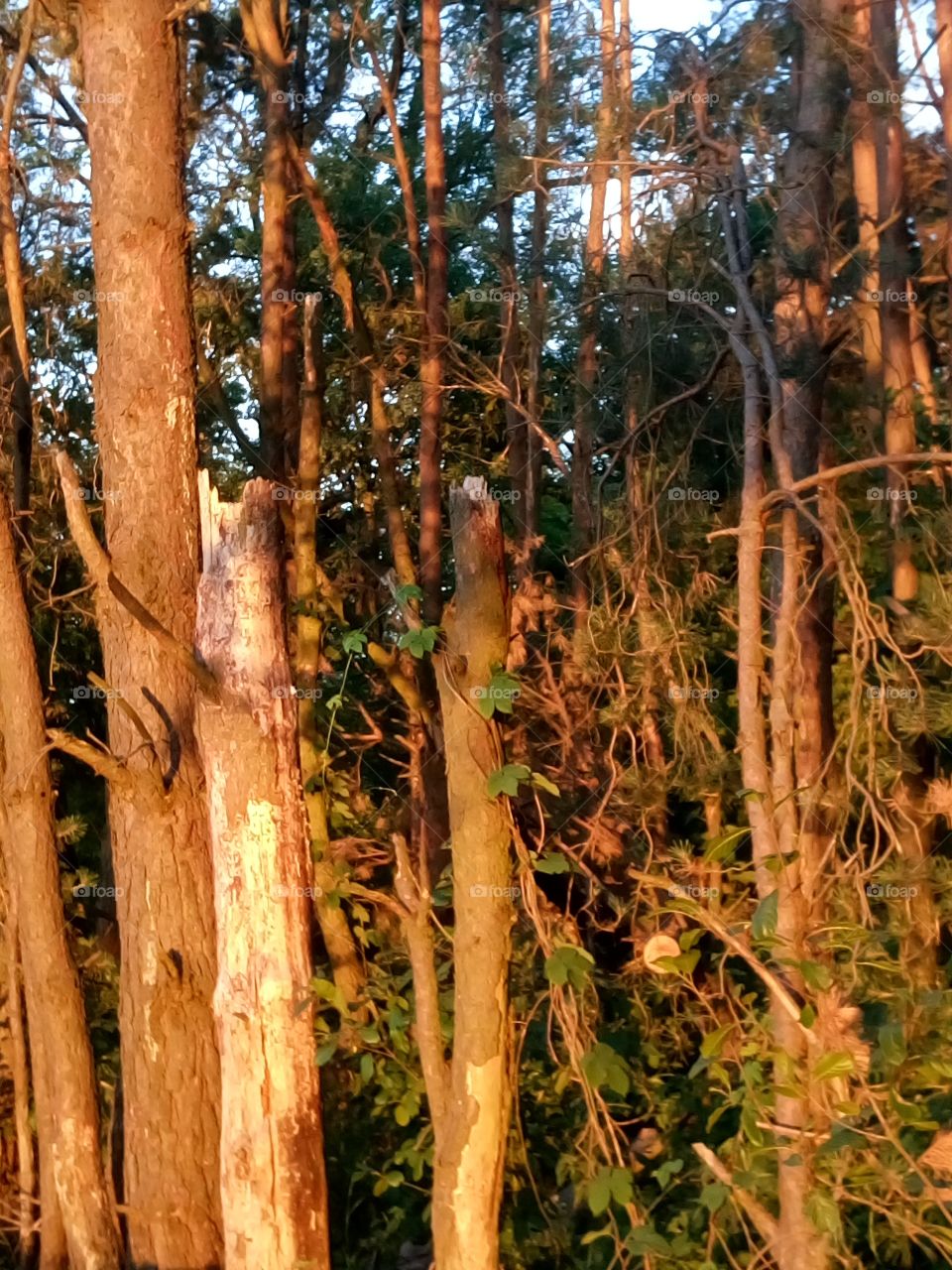 polish nature,   this fantastic red evening light