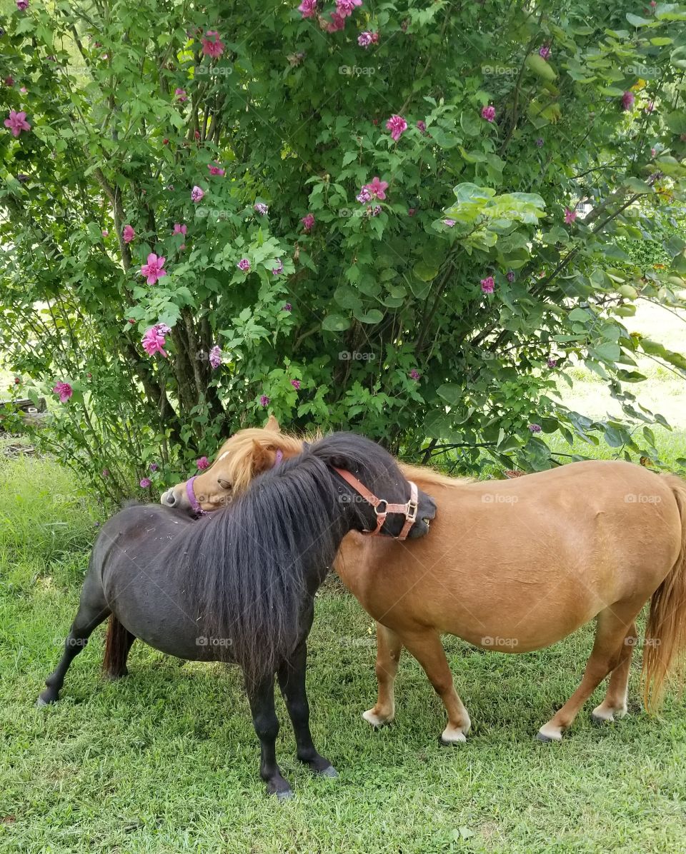 mini horses loving on each other