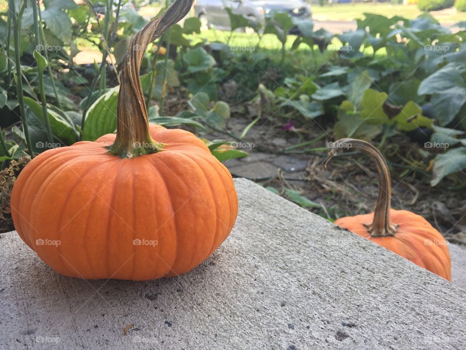 Pumpkins that were forgotten about from last Halloween, produced two more this year. 