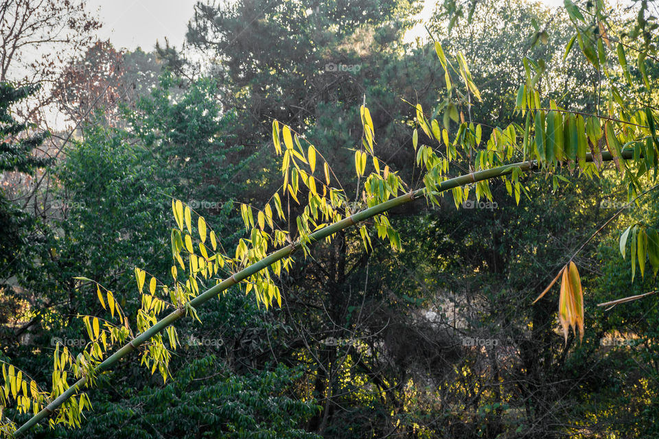 Sunlight on a leaning bamboo tree