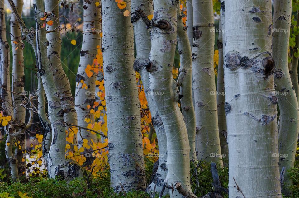 Close-up of tree trunks