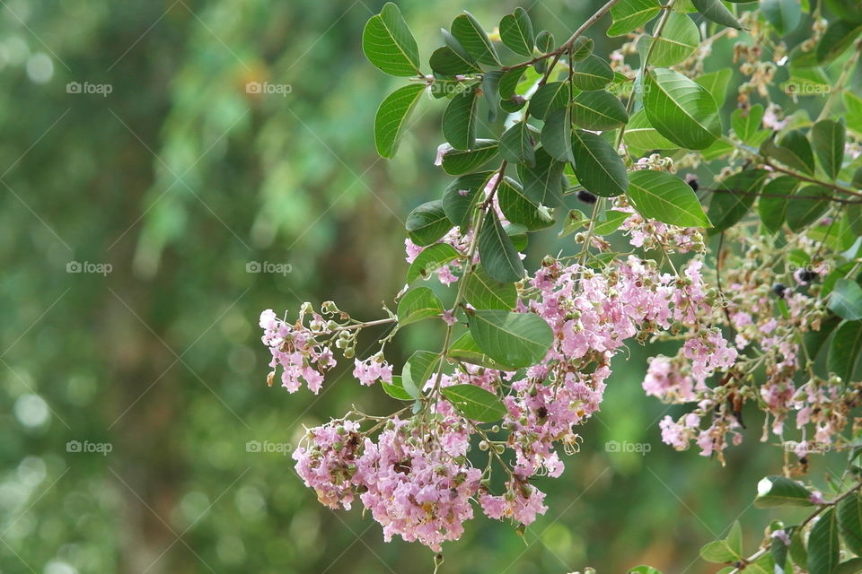 Pink crêpe myrtle tree blooms