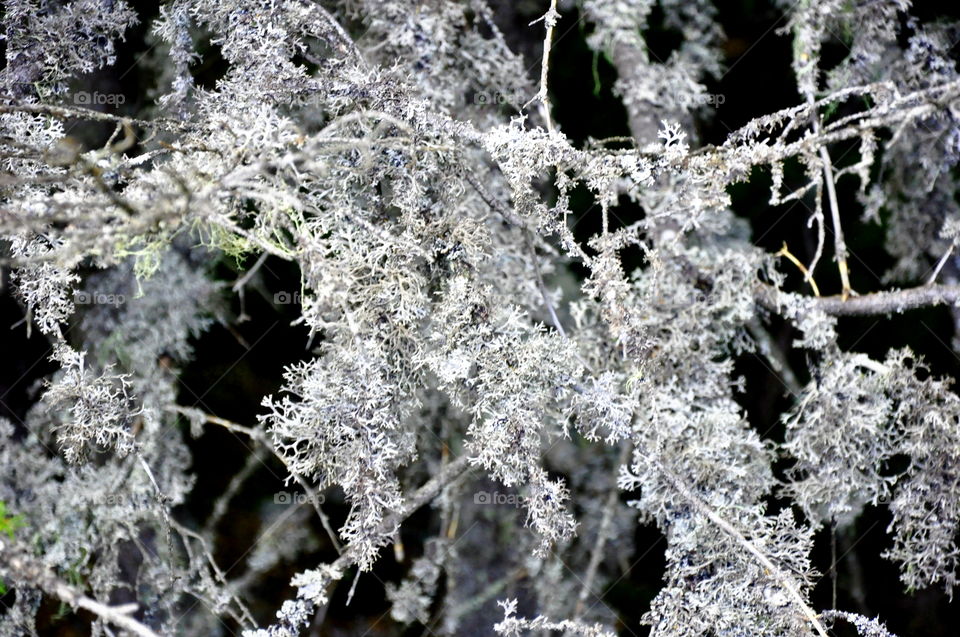 Frost, Winter, Nature, Frozen, Season