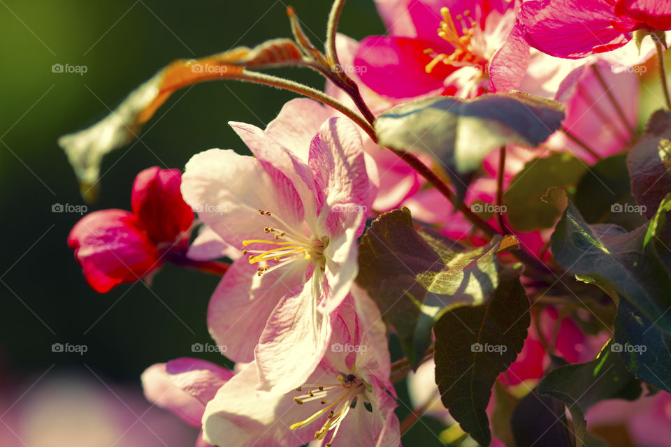 Beautiful spring flowers in the sun