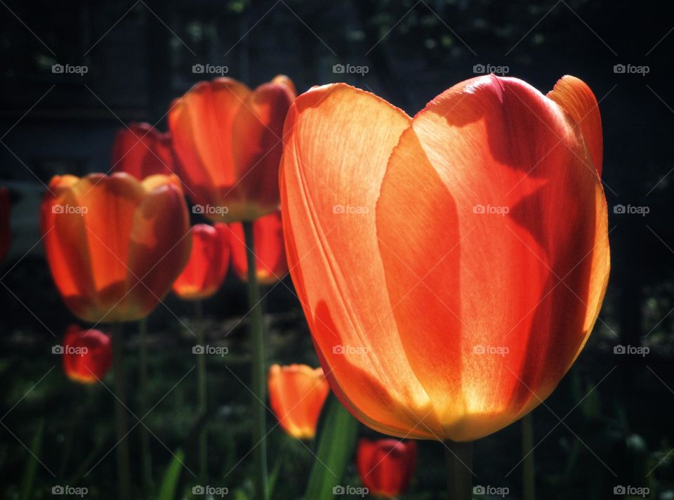 Red tulips