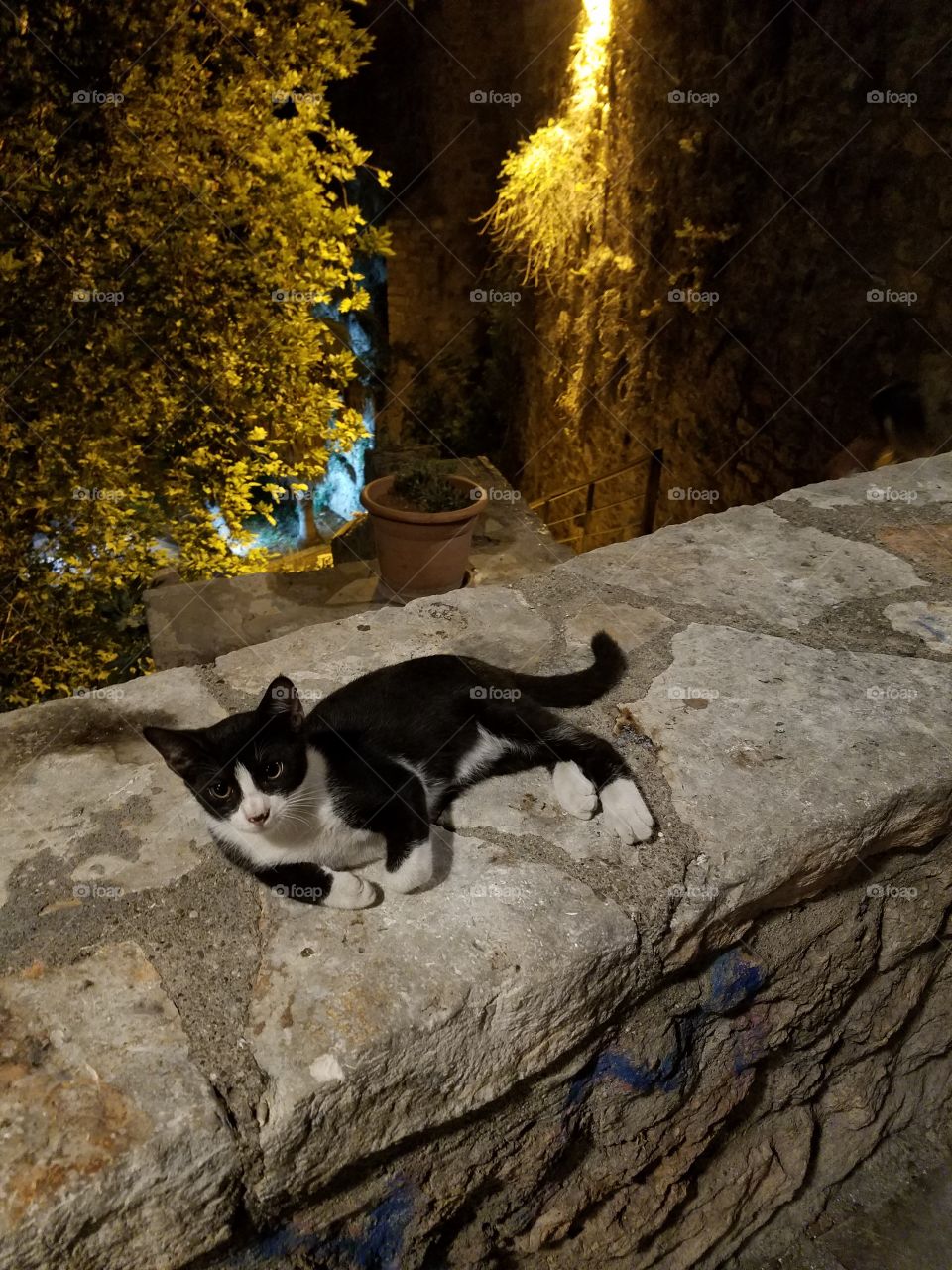 black and white kitten in antalya