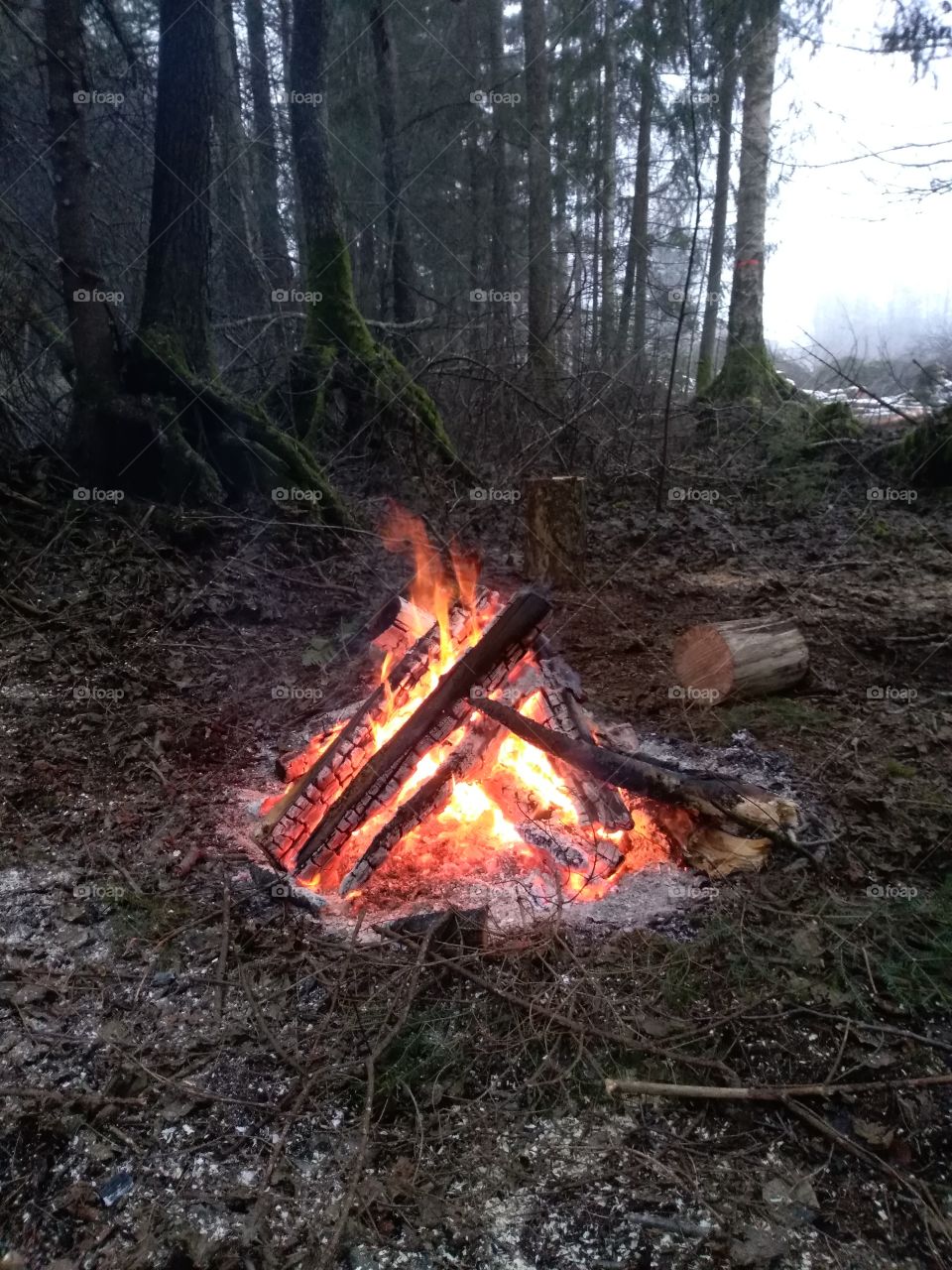 Fire place in the forest.