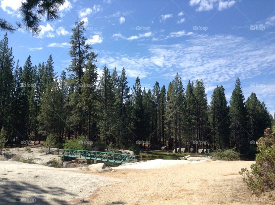 Camp whitsett sequoia