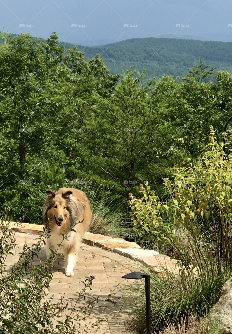 Collie and the outdoors