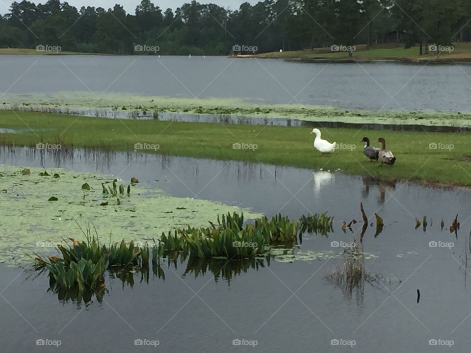 Ducks on the lakeshore 