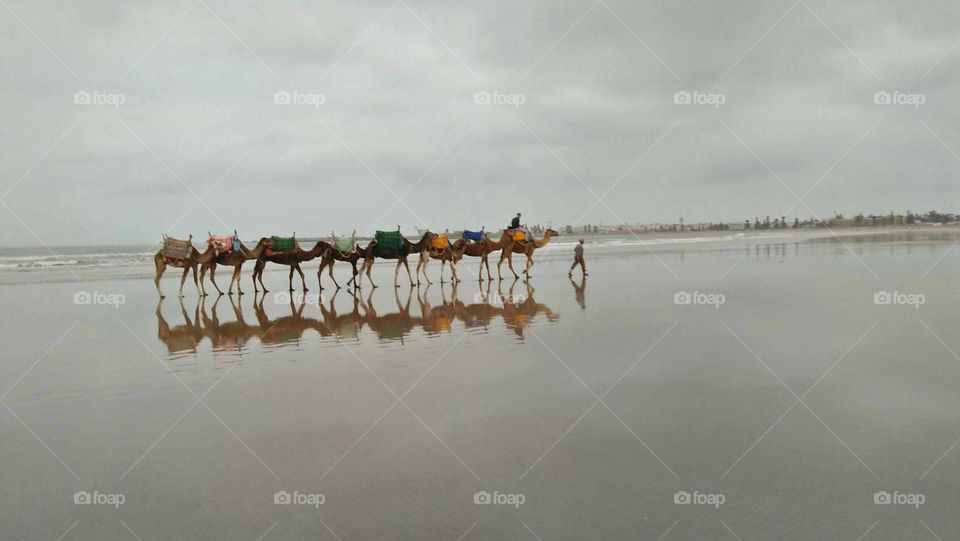 Camel caravan on a tour near the sea in Essaouira, Morocco