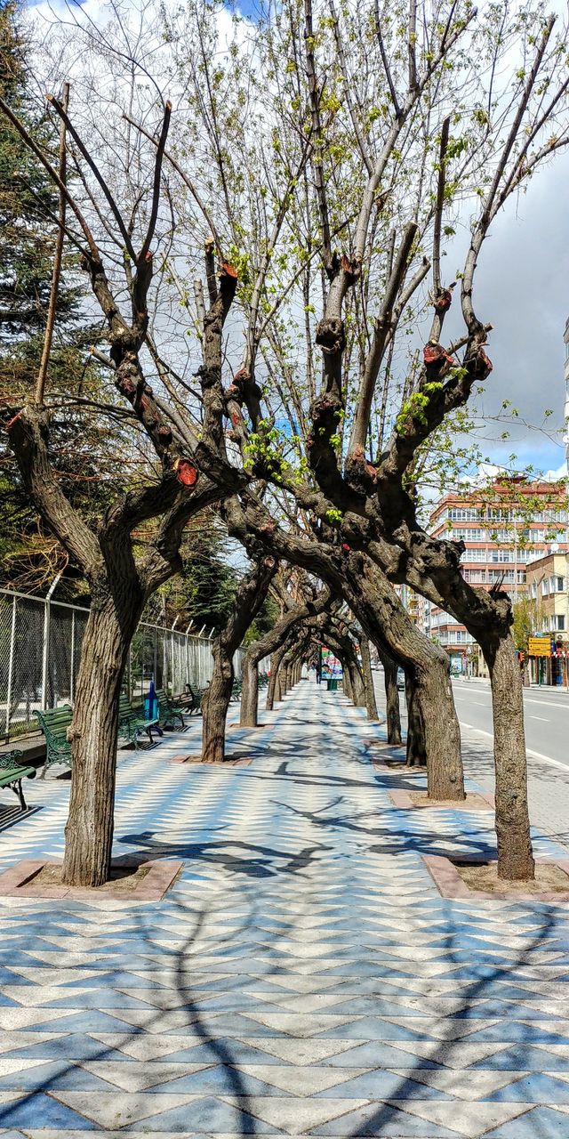 trees
