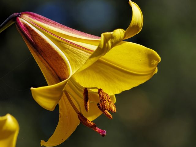 Yellow Lilly