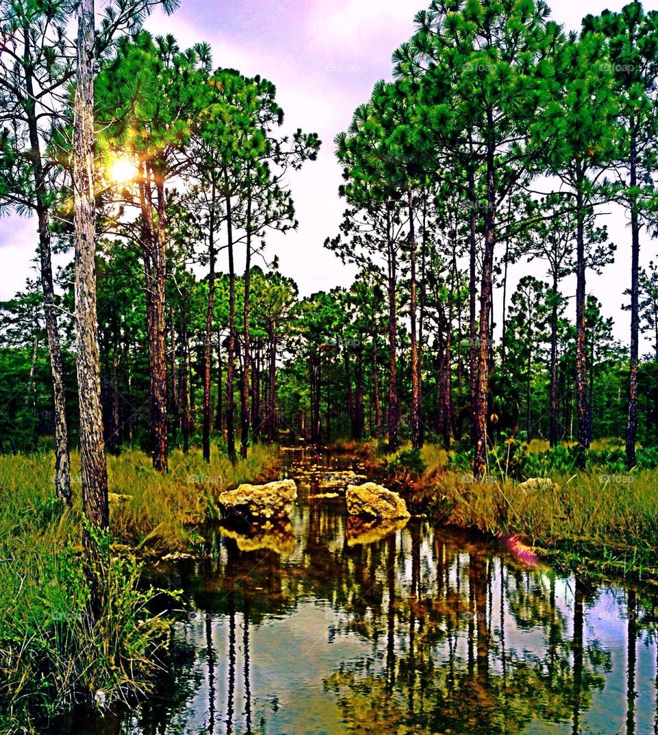 Beautiful creek in the forest