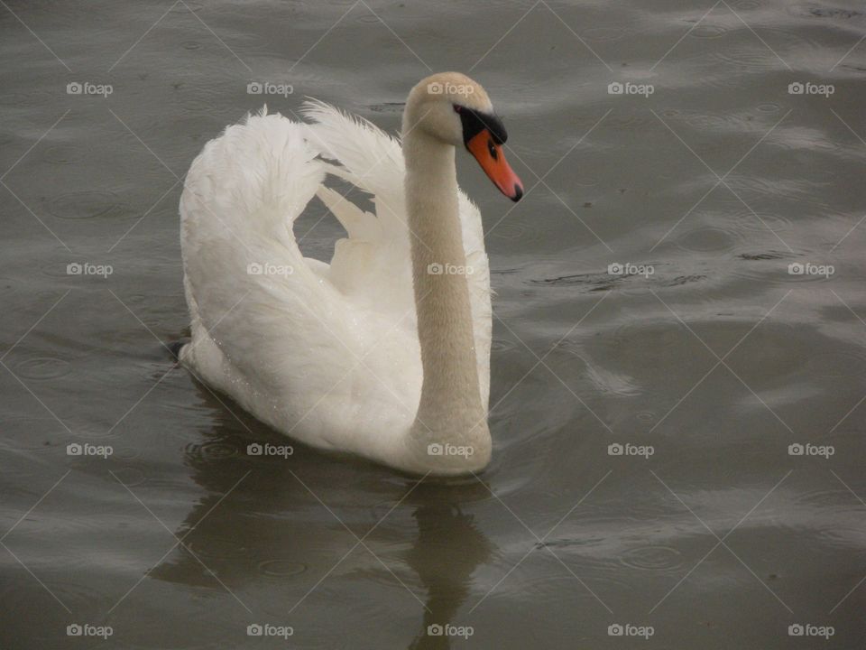 Swan swimming