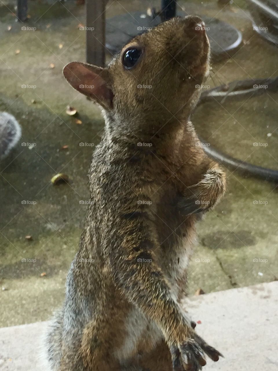 Close-up of a squirrel