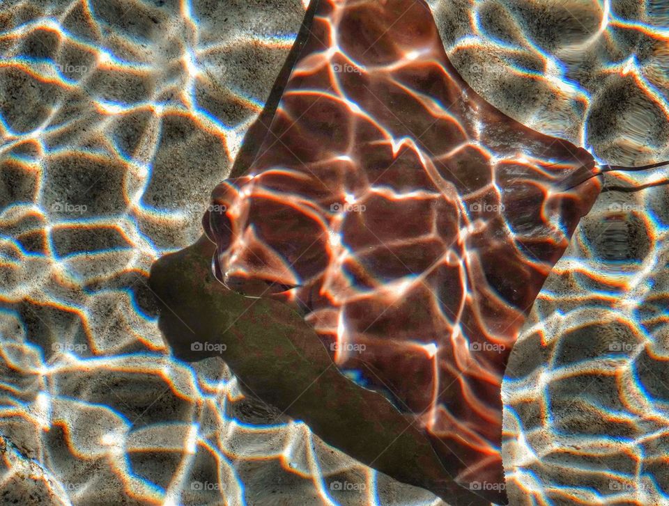 Manta Ray Gliding Through Shallow Waters. Dappled Manta Ray