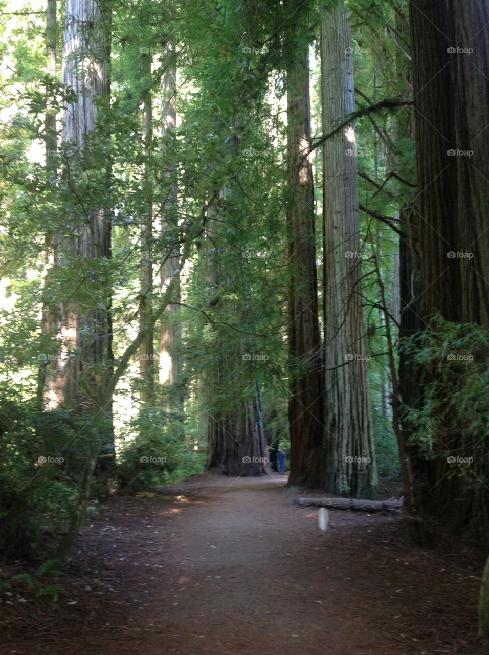 Stout Grove Redwood National Forest