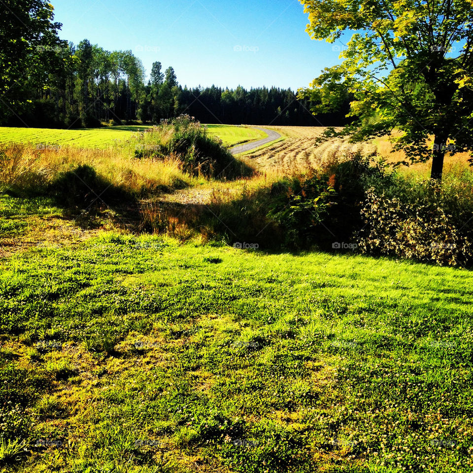 sommar skog väg utsikt by lindajacobi