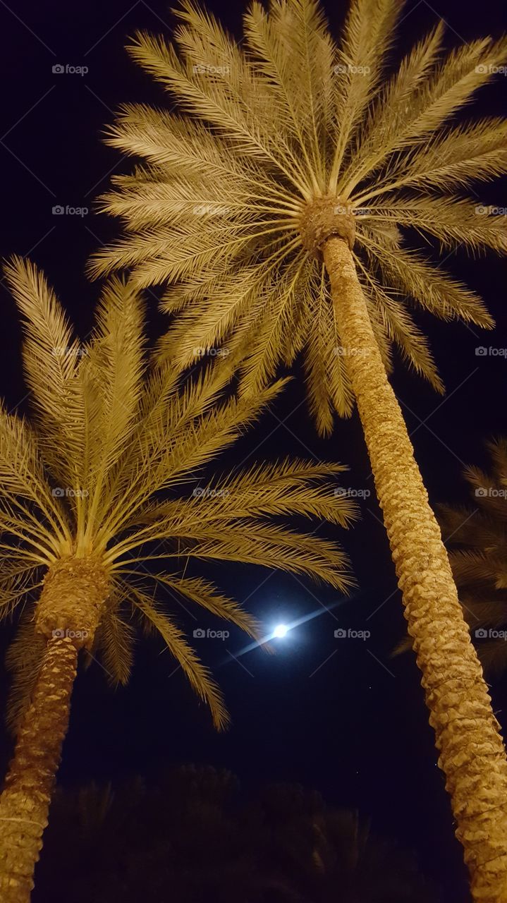 Palm trees and moon at night