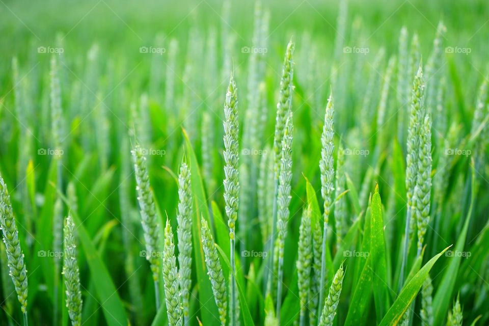 wheat green plant