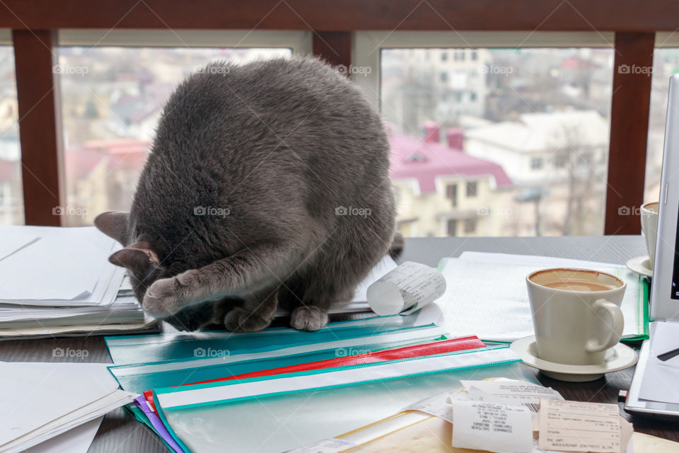 cat on messy desk