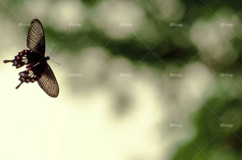 colourful butterfly fly away