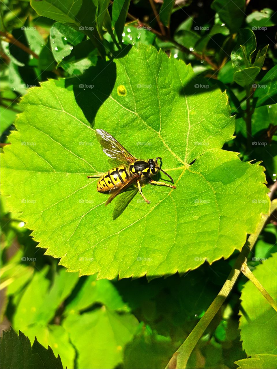 wasp