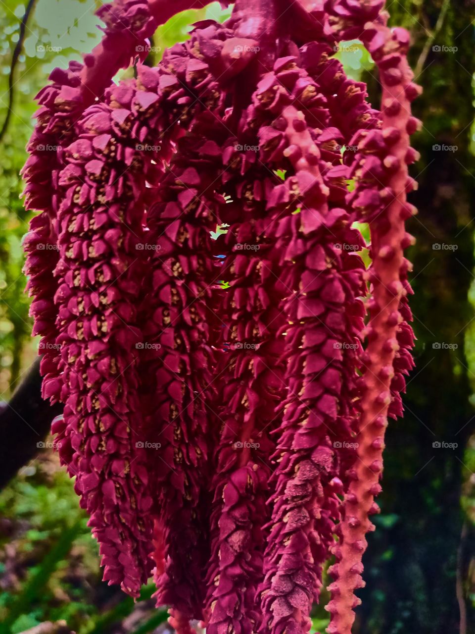This is the young fruit of the pinanga tree that
grows wild in the forest. The young fruit of
Pinanga spp is bright red, looks beautifull