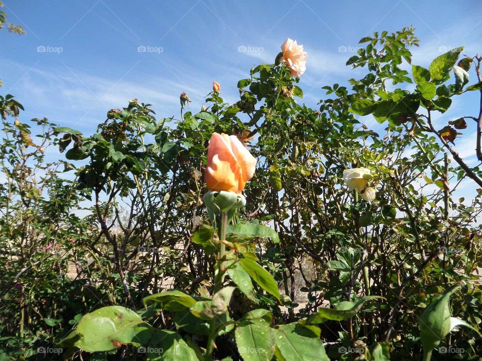 beautiful orange roses with the sky in the desert