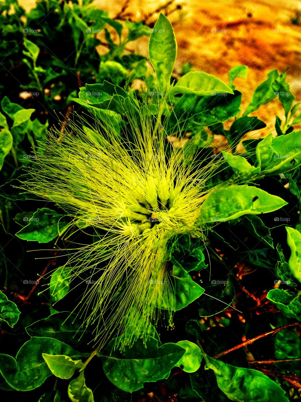 Green flower
