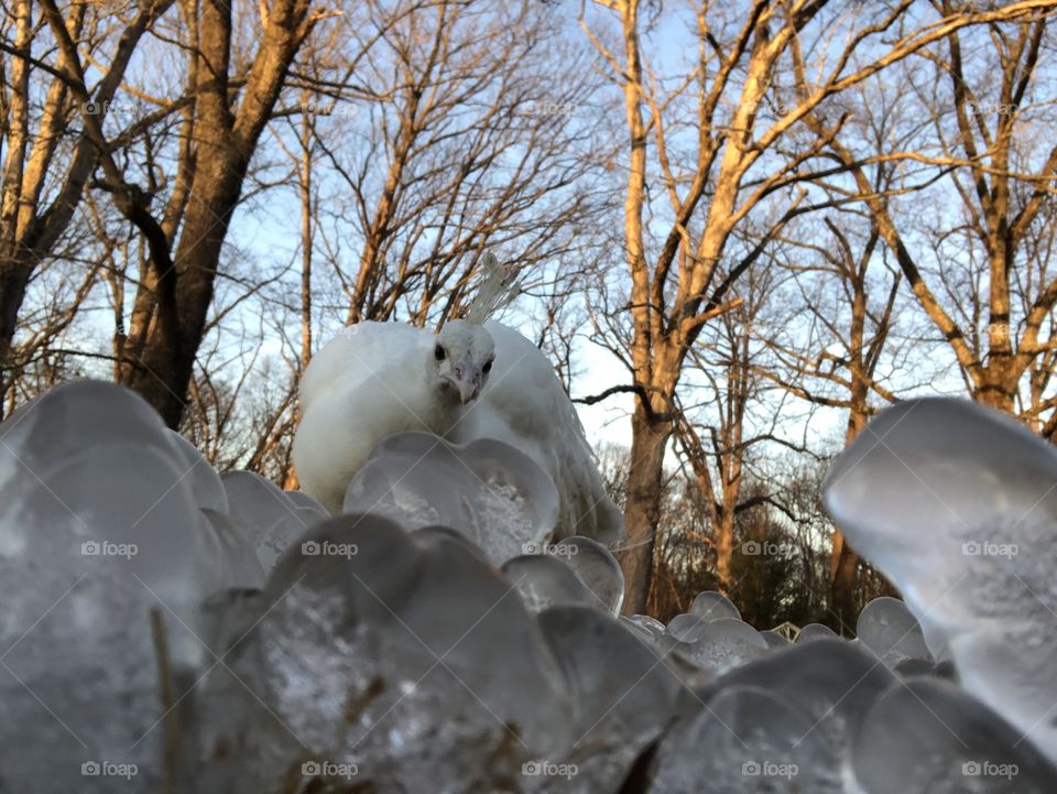 A naturally white peacock examines the icy formations that grew overnight in the grass