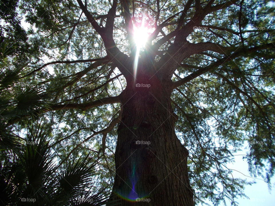 Sunlight through a tree