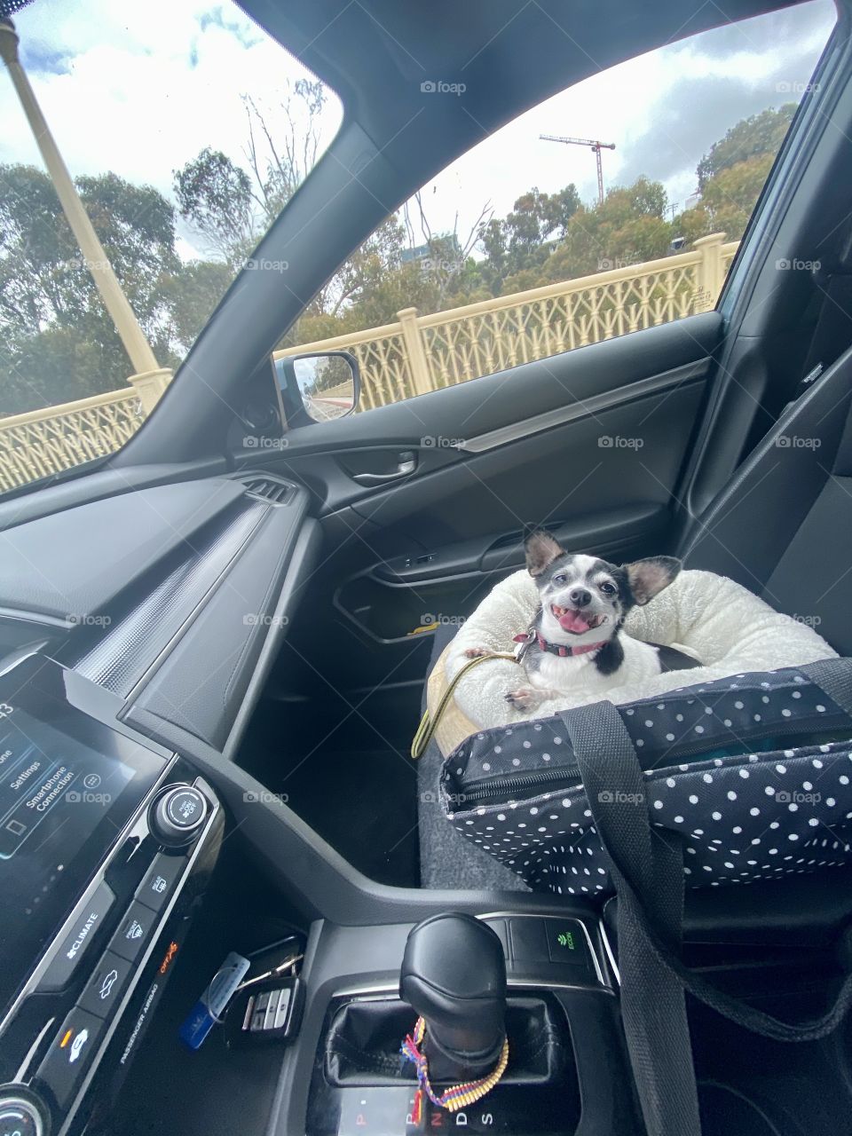 My ride or dye, road trip buddy 