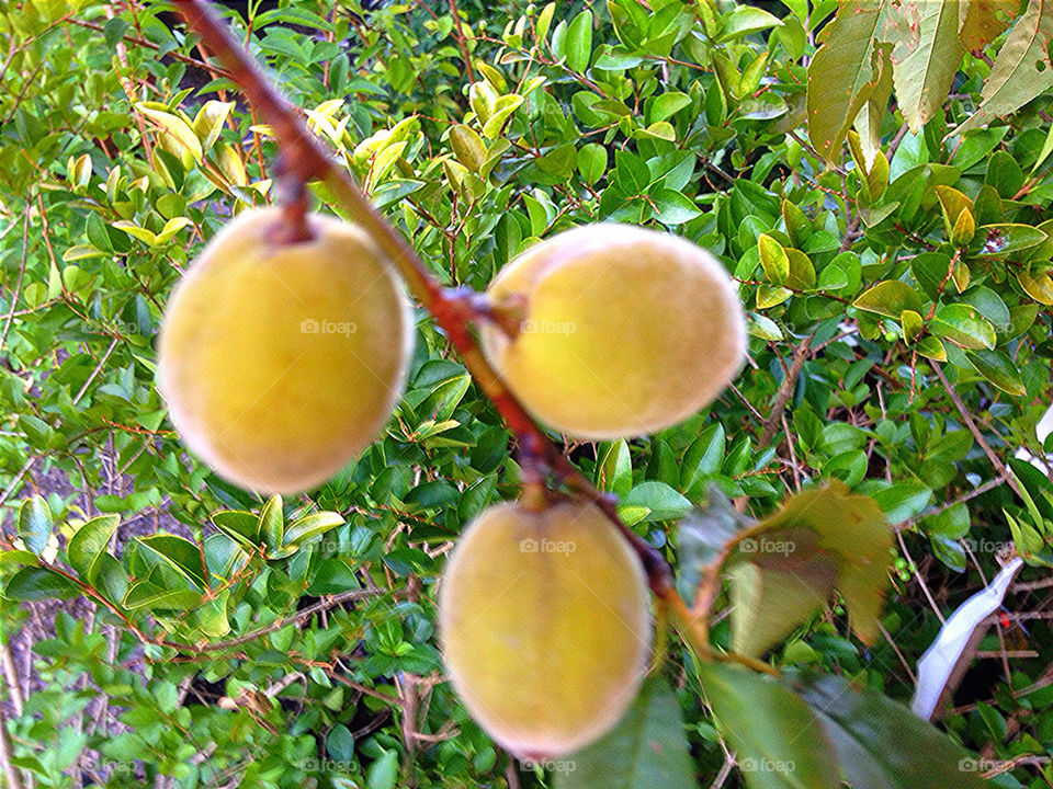 tree leaves fruit peach by vickikl3