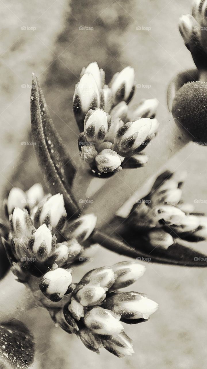 Succulent flowers