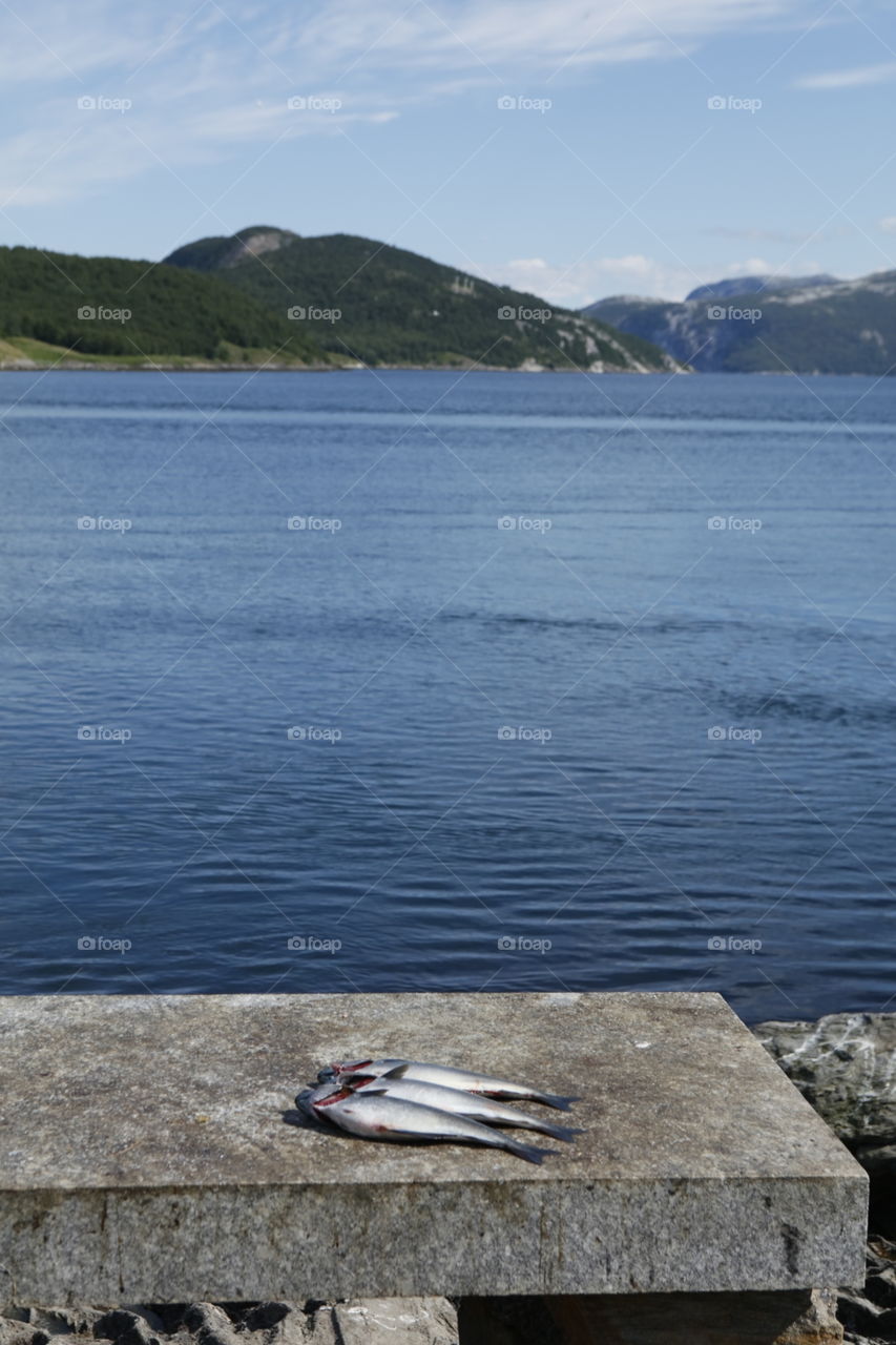 Fishing luck in Norwegian fjord