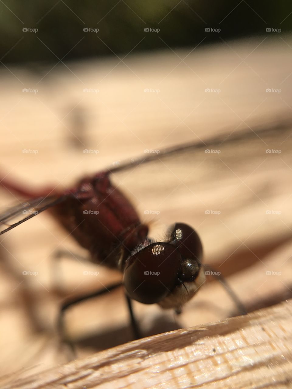 The face of a Red Dragonfly 