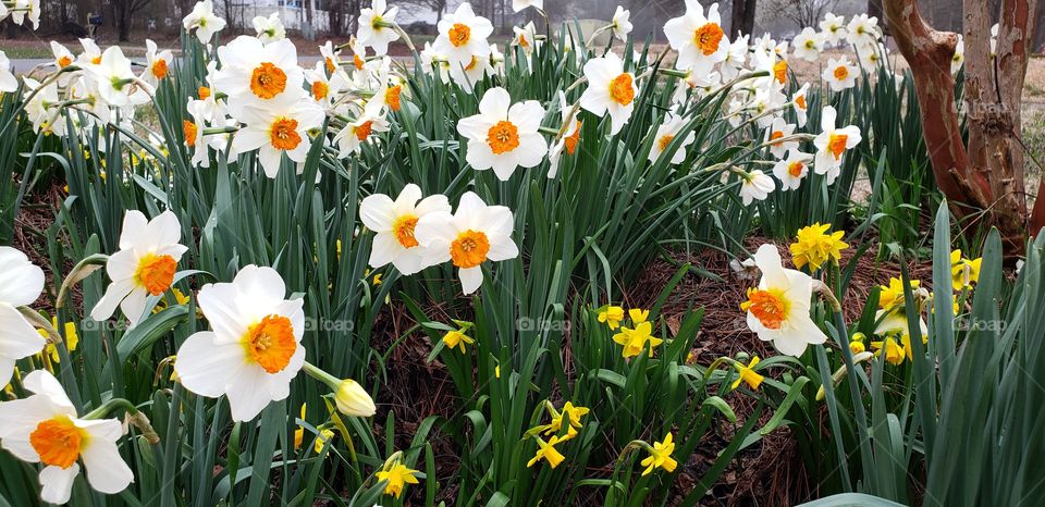 Daffodil garden