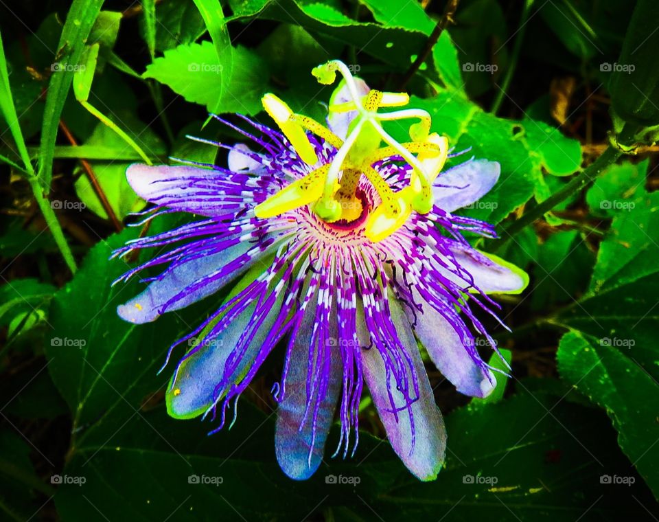 Hippie Flower. A cool hippie vibe flower...art in nature amped up 60's style!